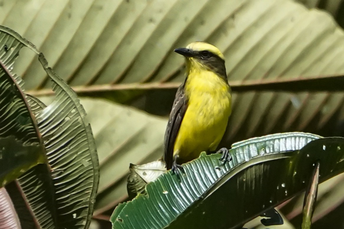 Lemon-browed Flycatcher - ML642314183