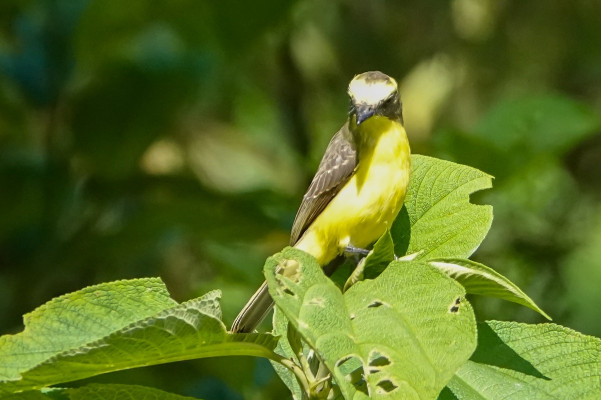 Lemon-browed Flycatcher - ML642314185