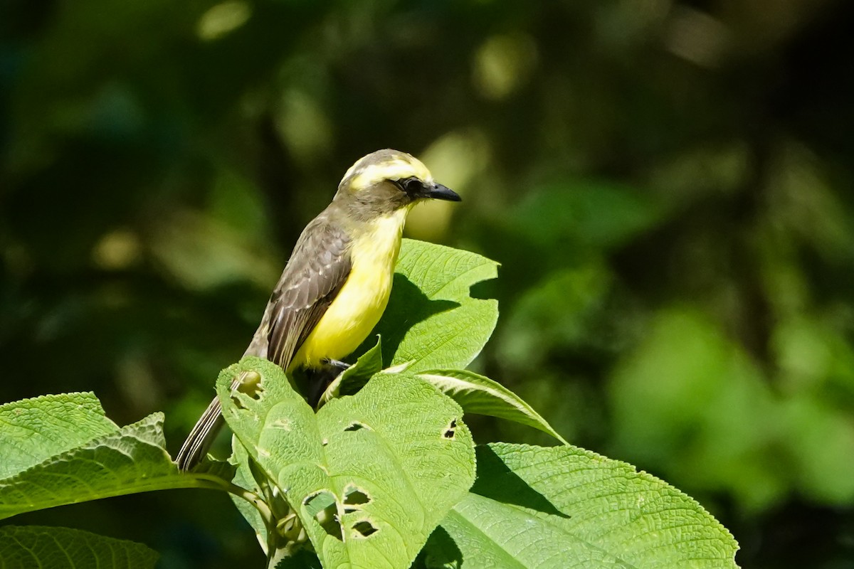 Lemon-browed Flycatcher - ML642314186