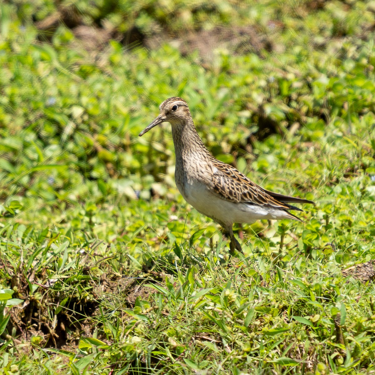 Pectoral Sandpiper - ML642314187