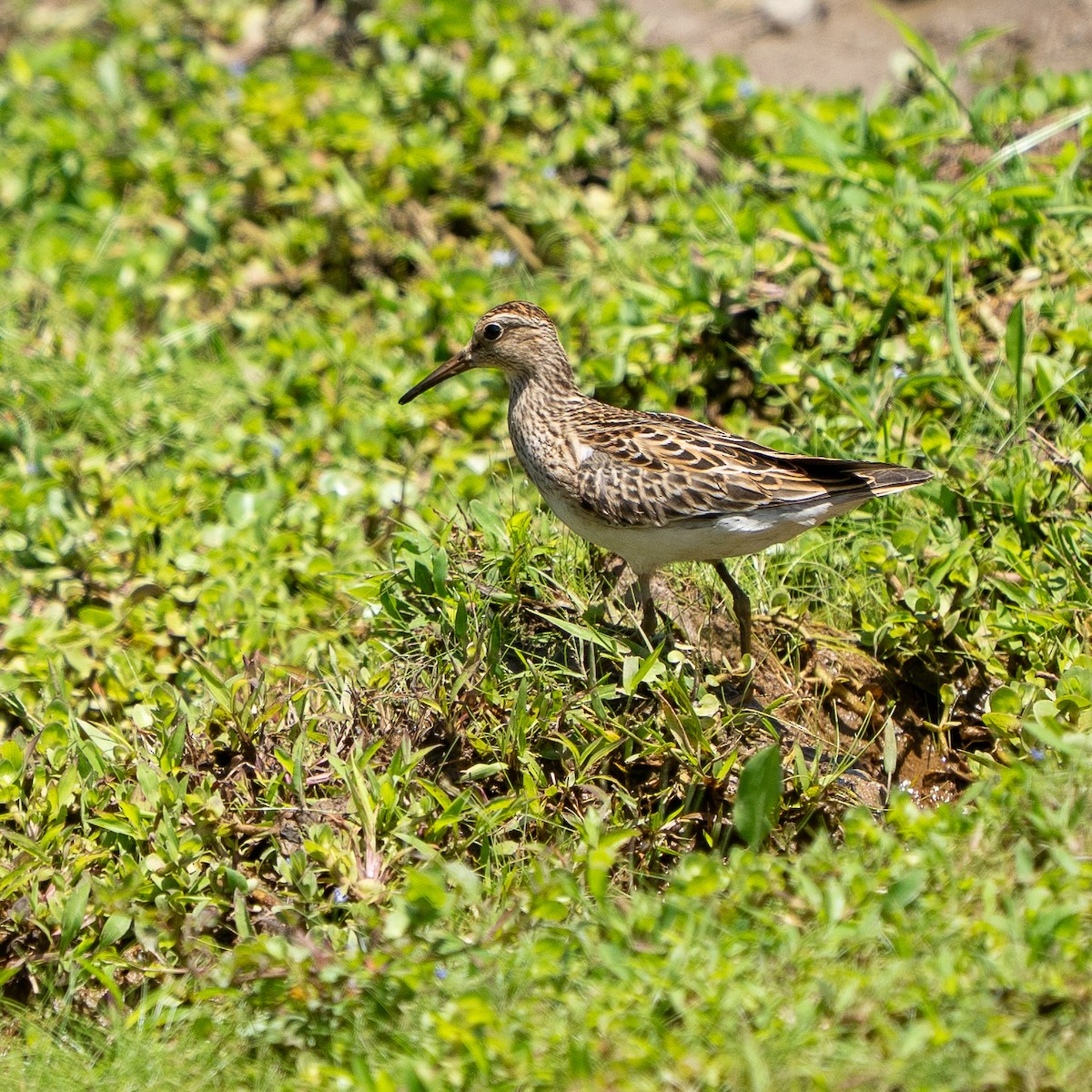 Pectoral Sandpiper - ML642314188