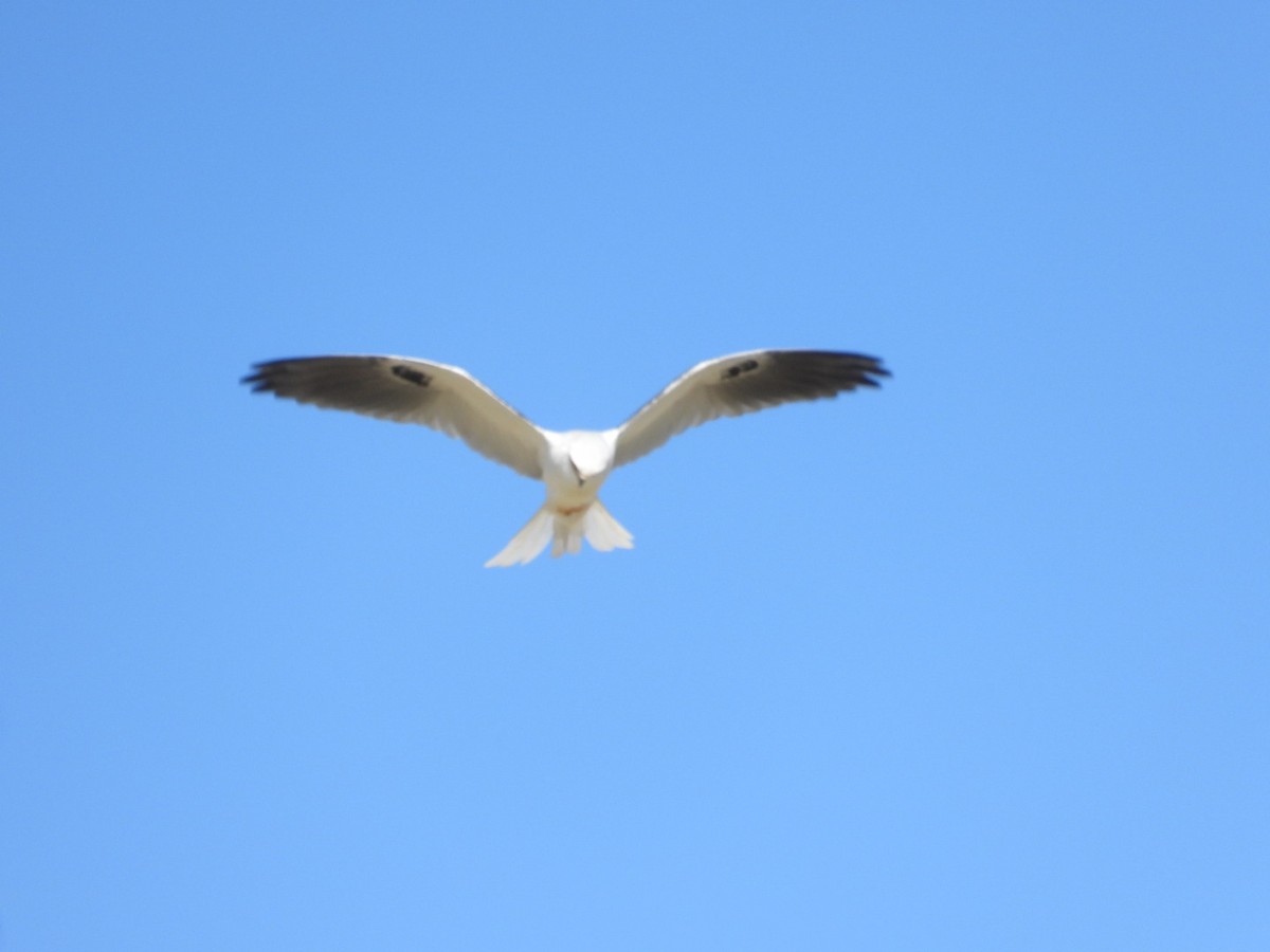 White-tailed Kite - ML642314190