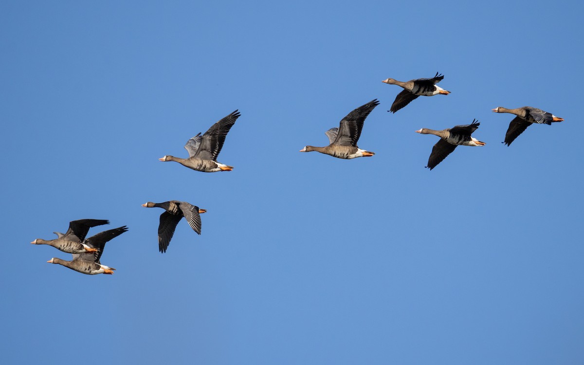 Greater White-fronted Goose - ML642314192