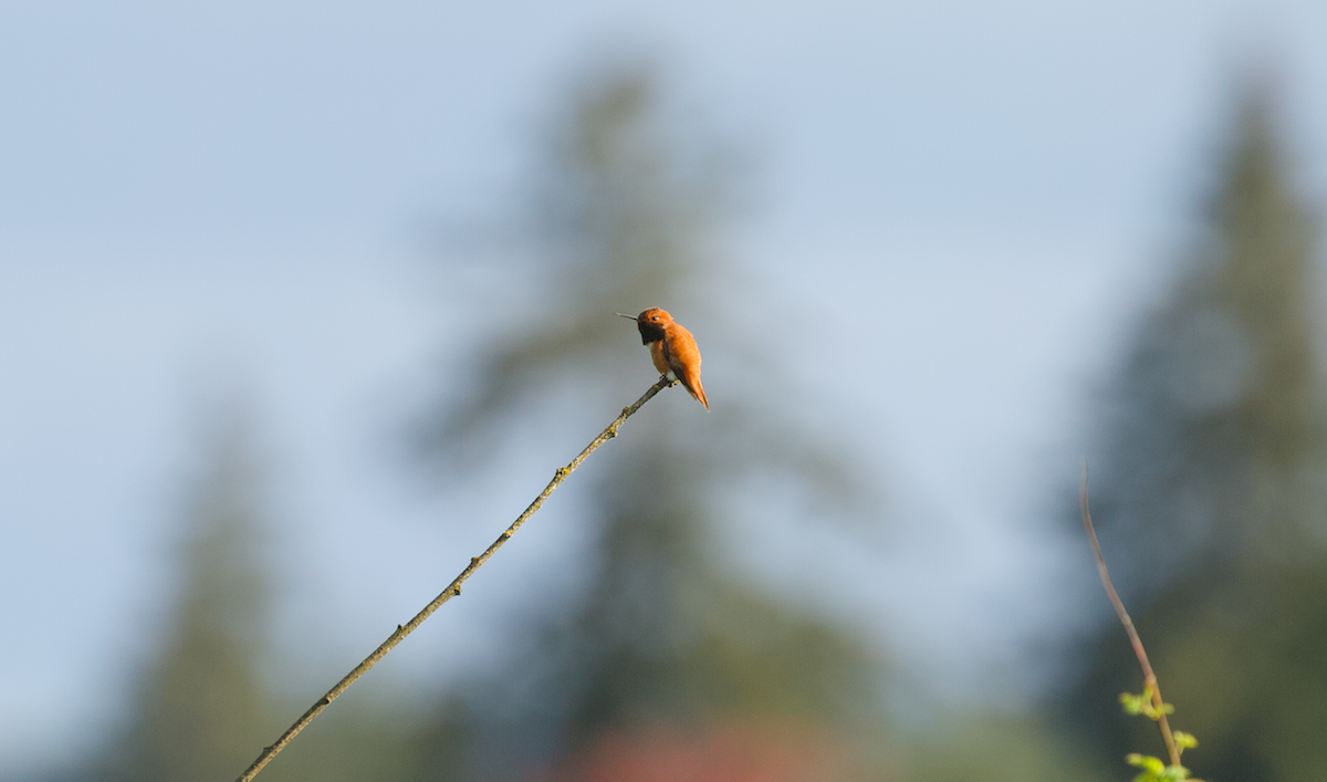 Rufous Hummingbird - ML642314193