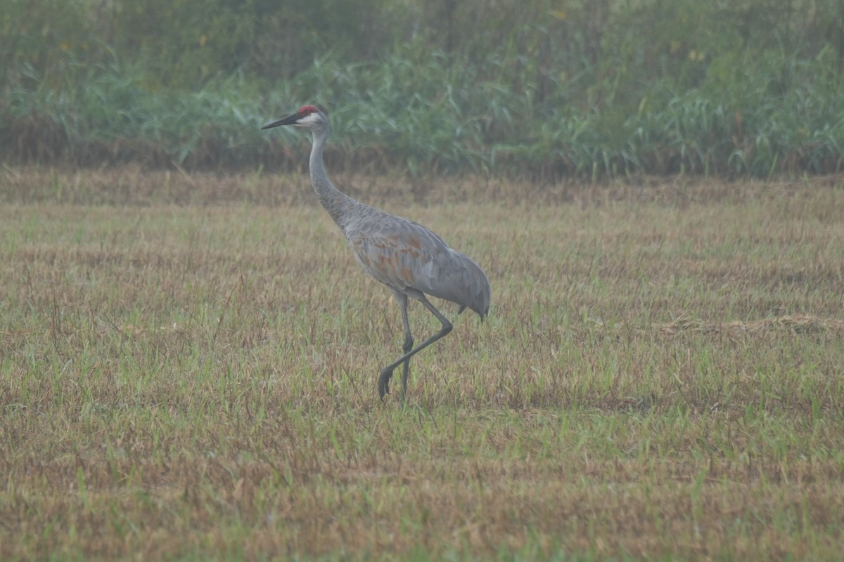 Sandhill Crane - ML642314194