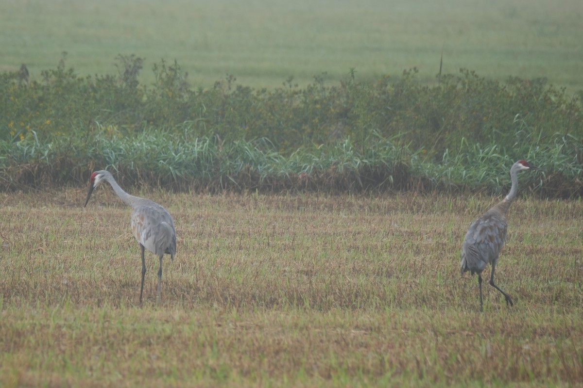 Sandhill Crane - ML642314196