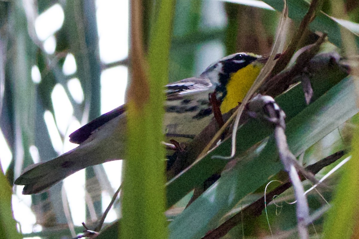Yellow-throated Warbler - ML642314197