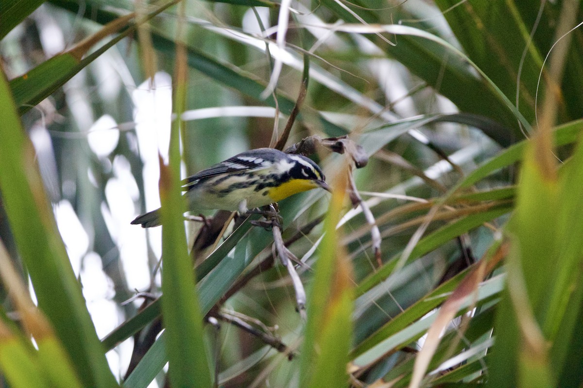Yellow-throated Warbler - ML642314198