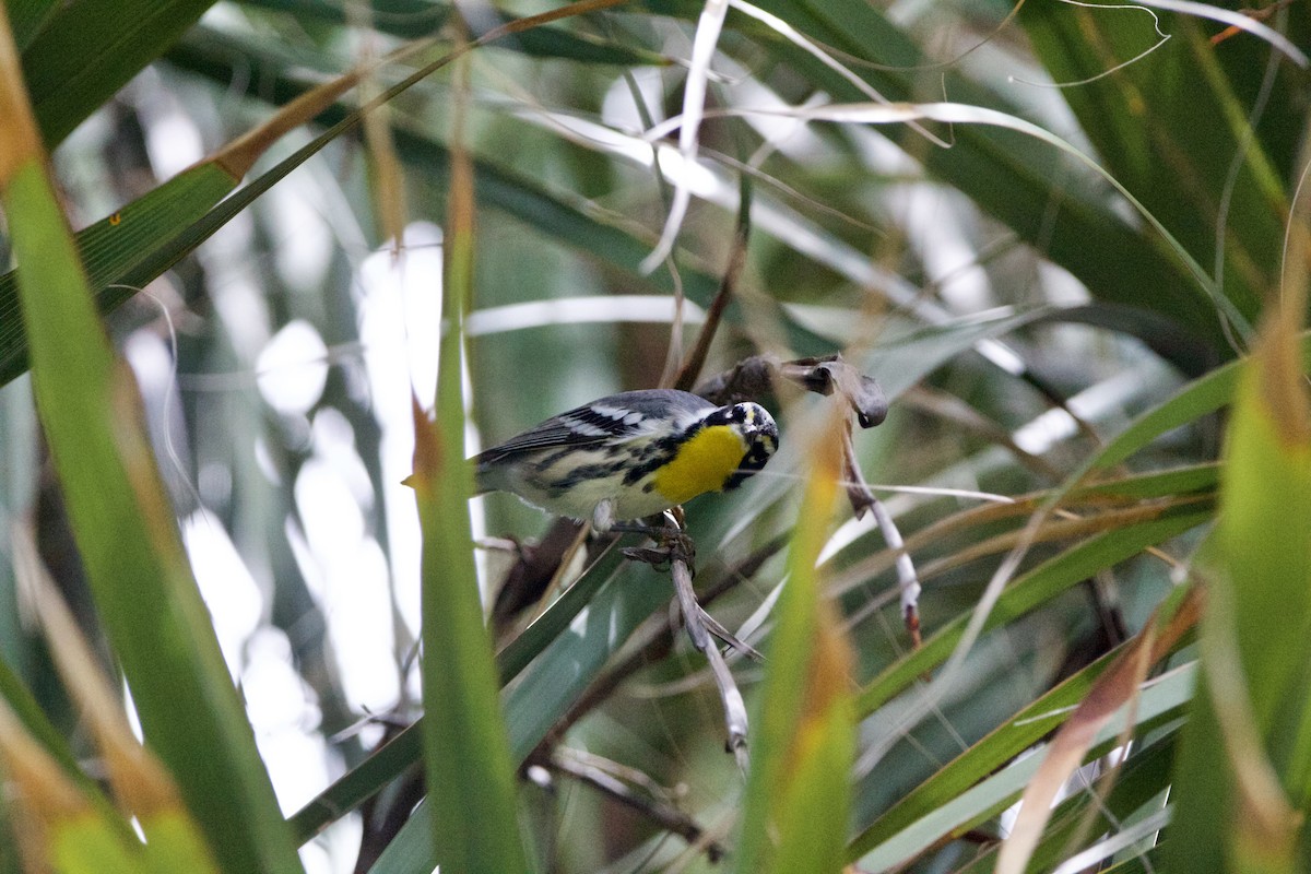 Yellow-throated Warbler - ML642314199