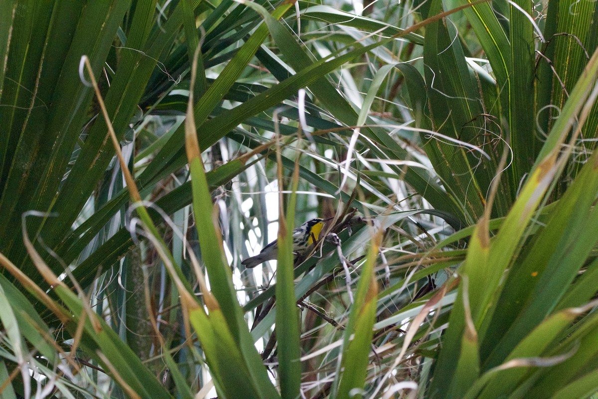 Yellow-throated Warbler - ML642314200