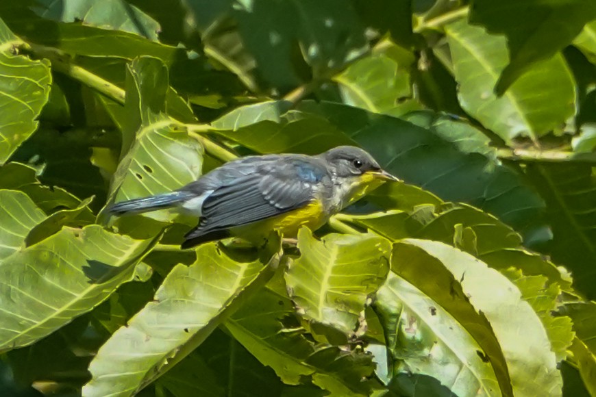 Tropical Parula - ML642314202