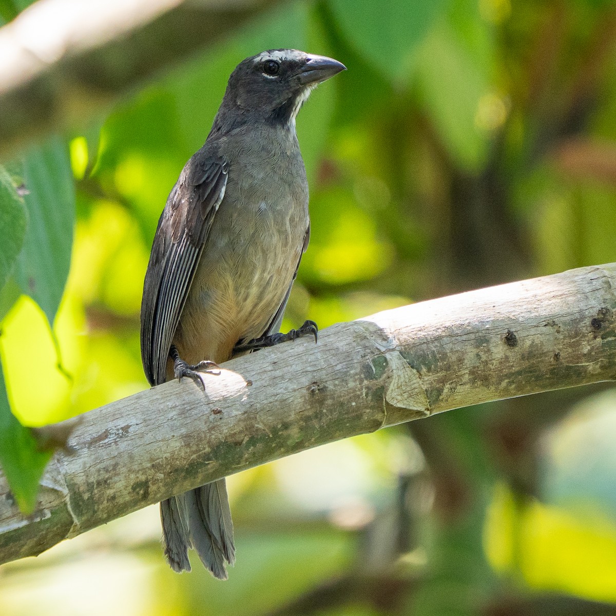Cinnamon-bellied Saltator - ML642314205