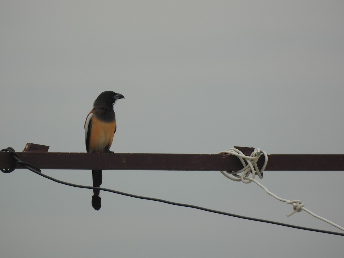 Rufous Treepie - ML642314207