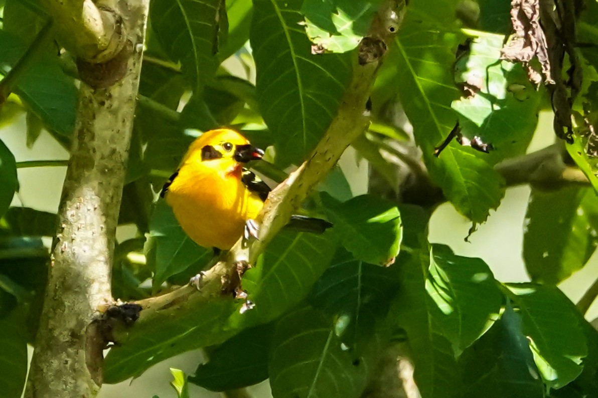 Golden Tanager - ML642314209