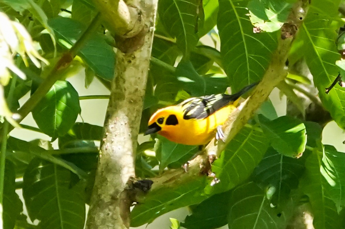 Golden Tanager - ML642314210