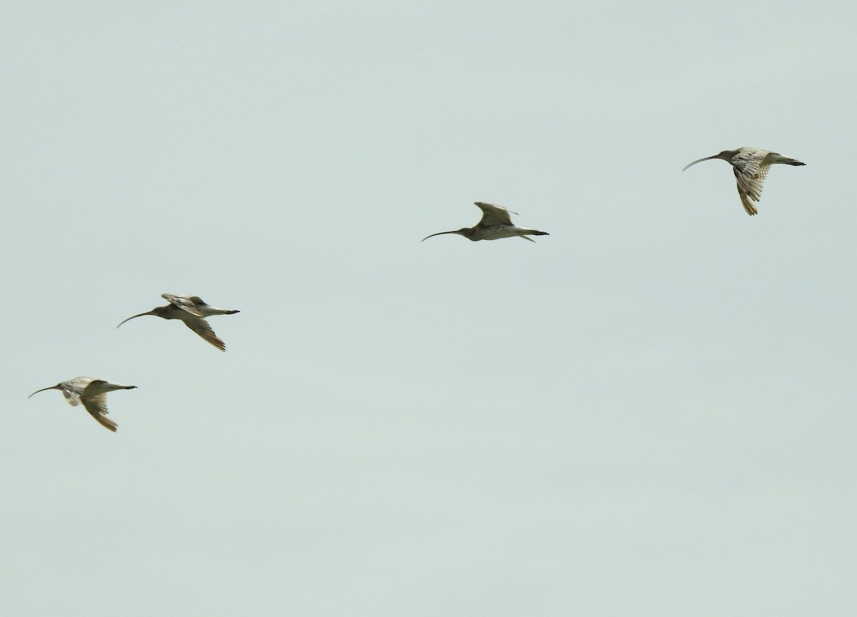Eurasian Curlew - ML642314212