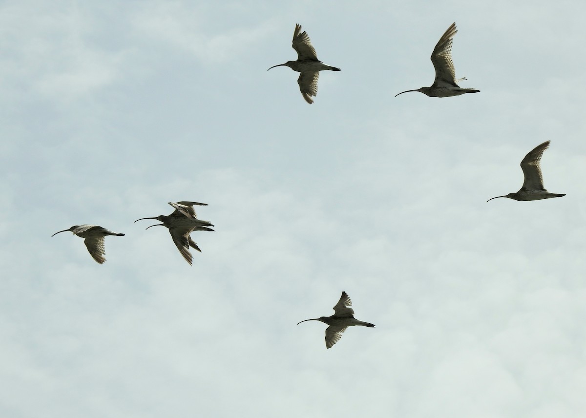 Eurasian Curlew - ML642314213