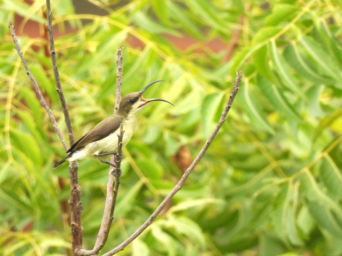 Loten's Sunbird - ML642314220