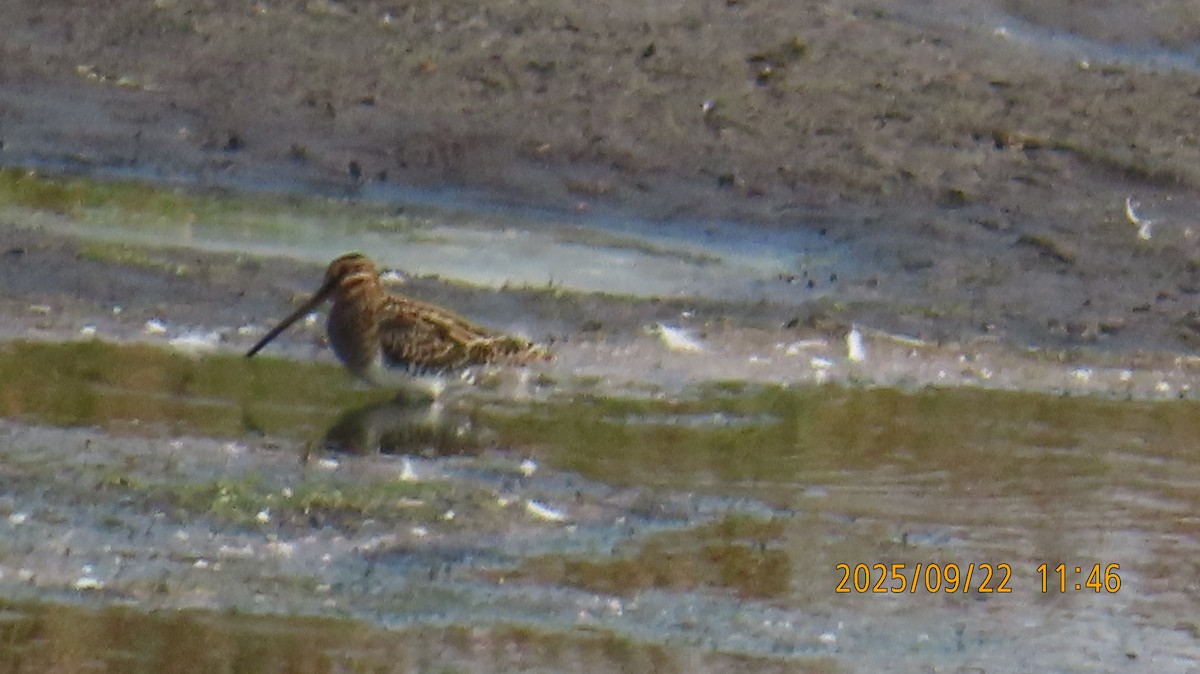 Wilson's Snipe - ML642314273