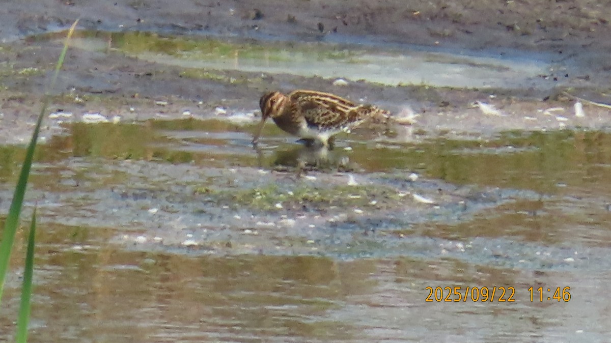 Wilson's Snipe - ML642314274