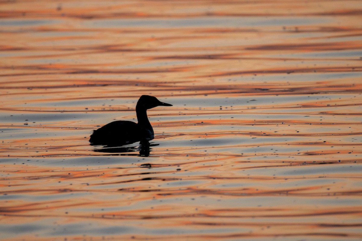 Red-necked Grebe - ML642314280