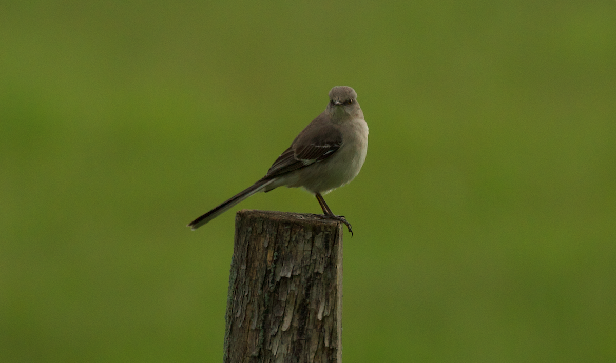 Northern Mockingbird - ML642314291