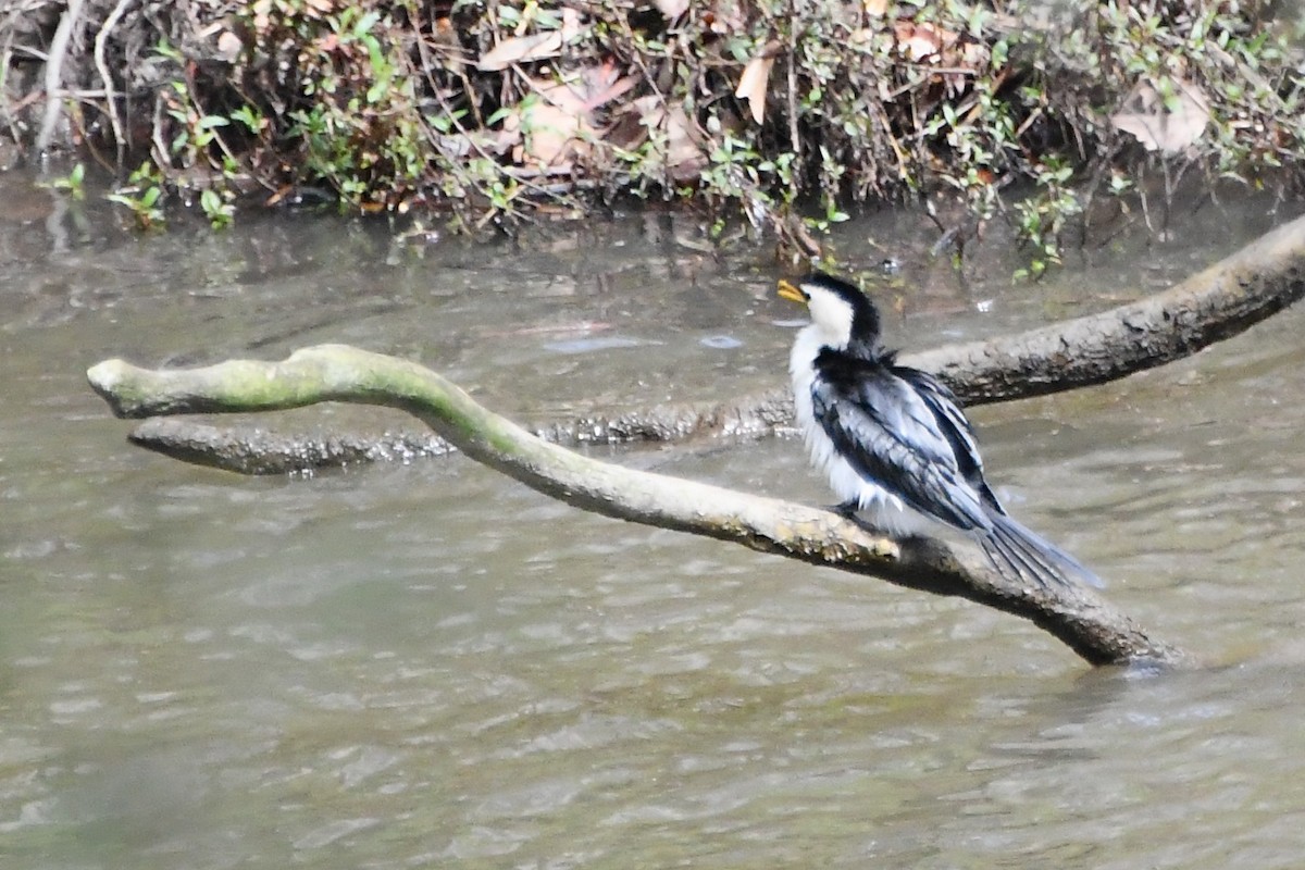 Little Pied Cormorant - ML642314292