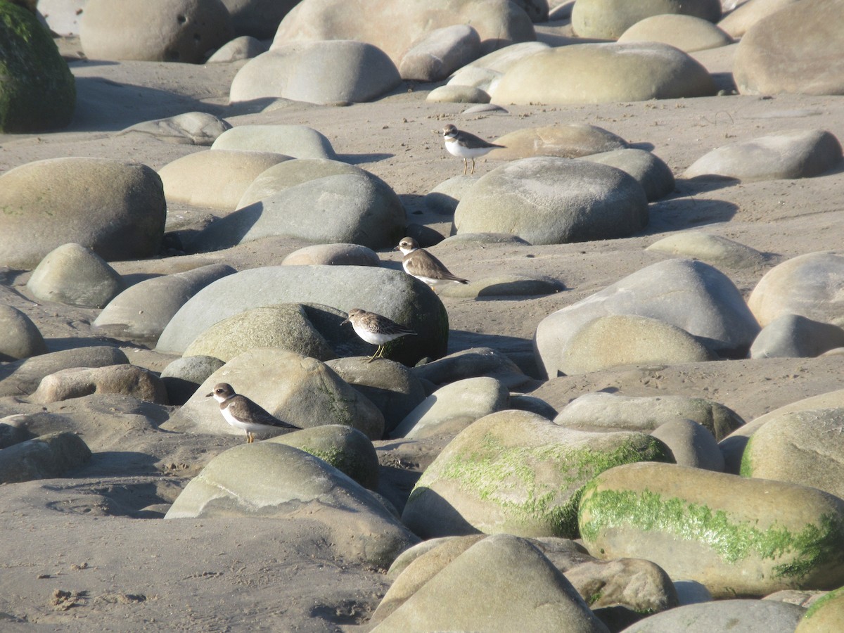 Semipalmated Plover - ML642314295
