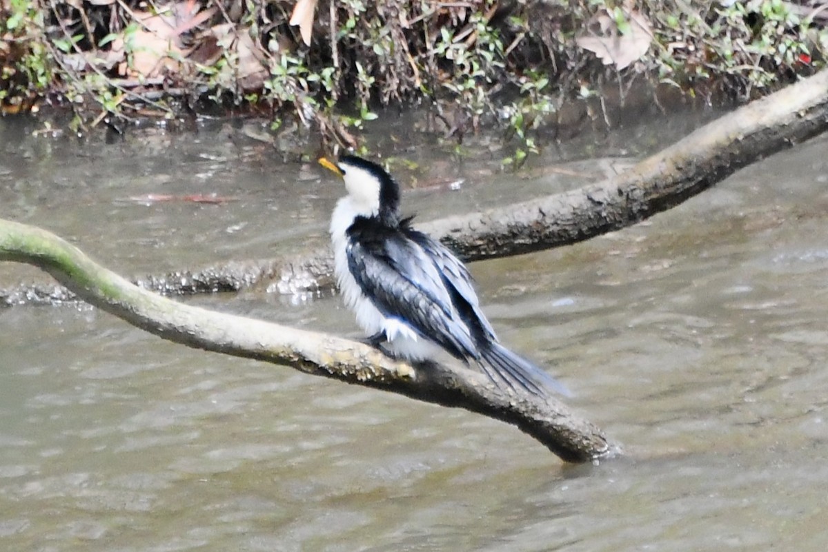 Little Pied Cormorant - ML642314296