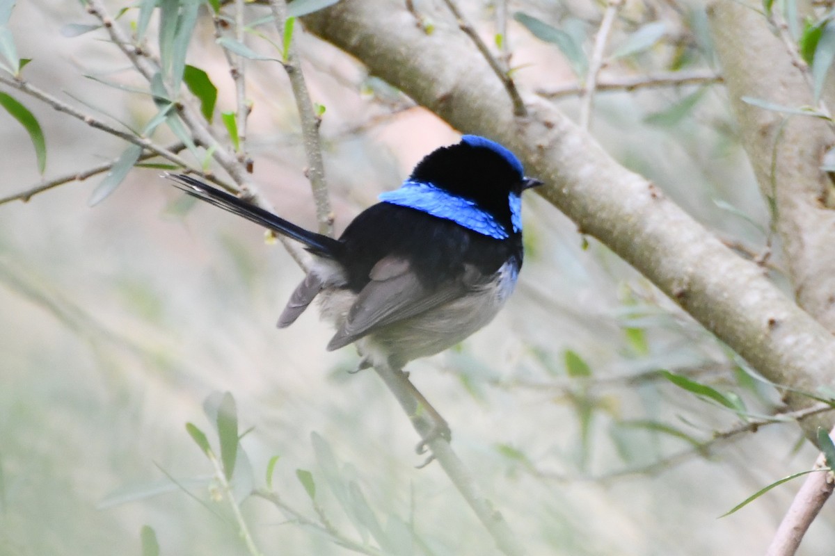 Superb Fairywren - ML642314297