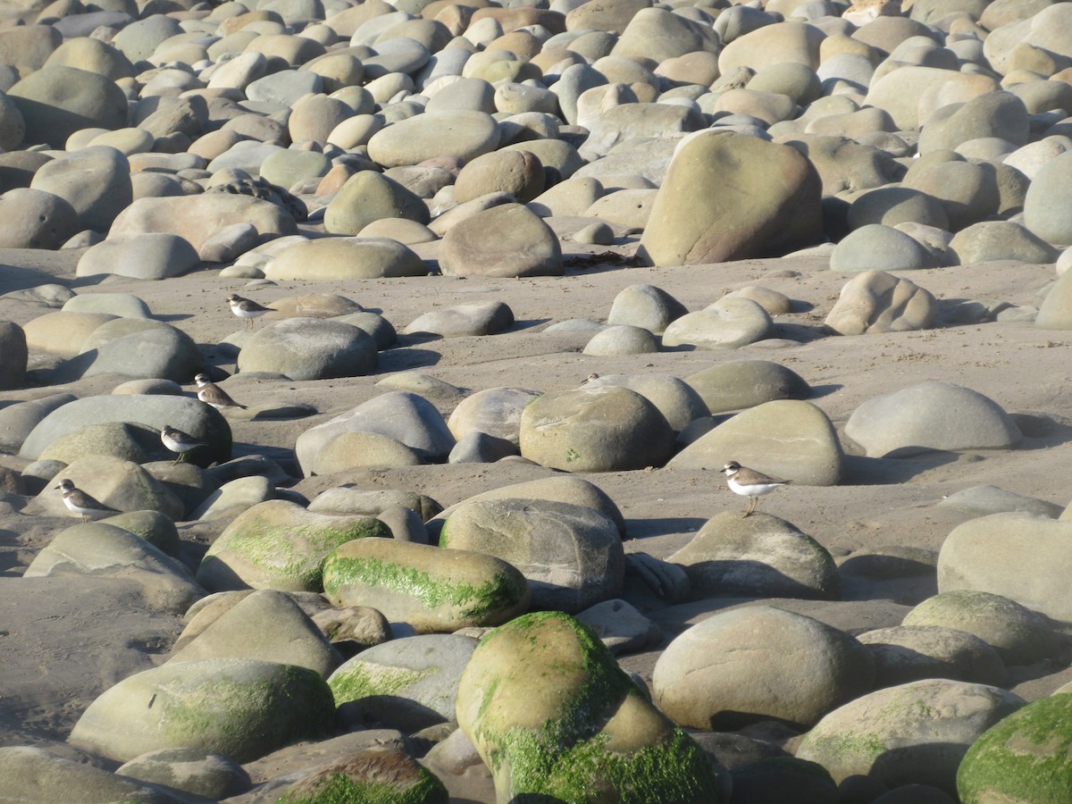 Semipalmated Plover - ML642314298