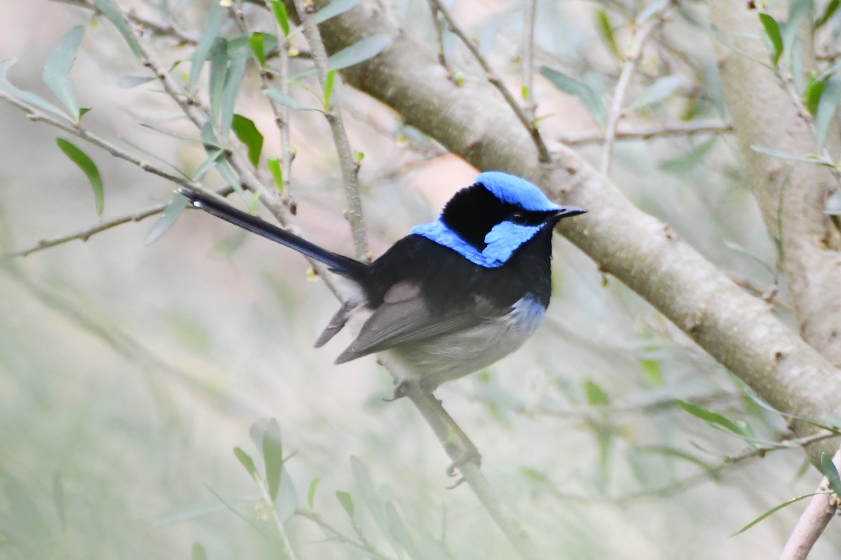Superb Fairywren - ML642314299
