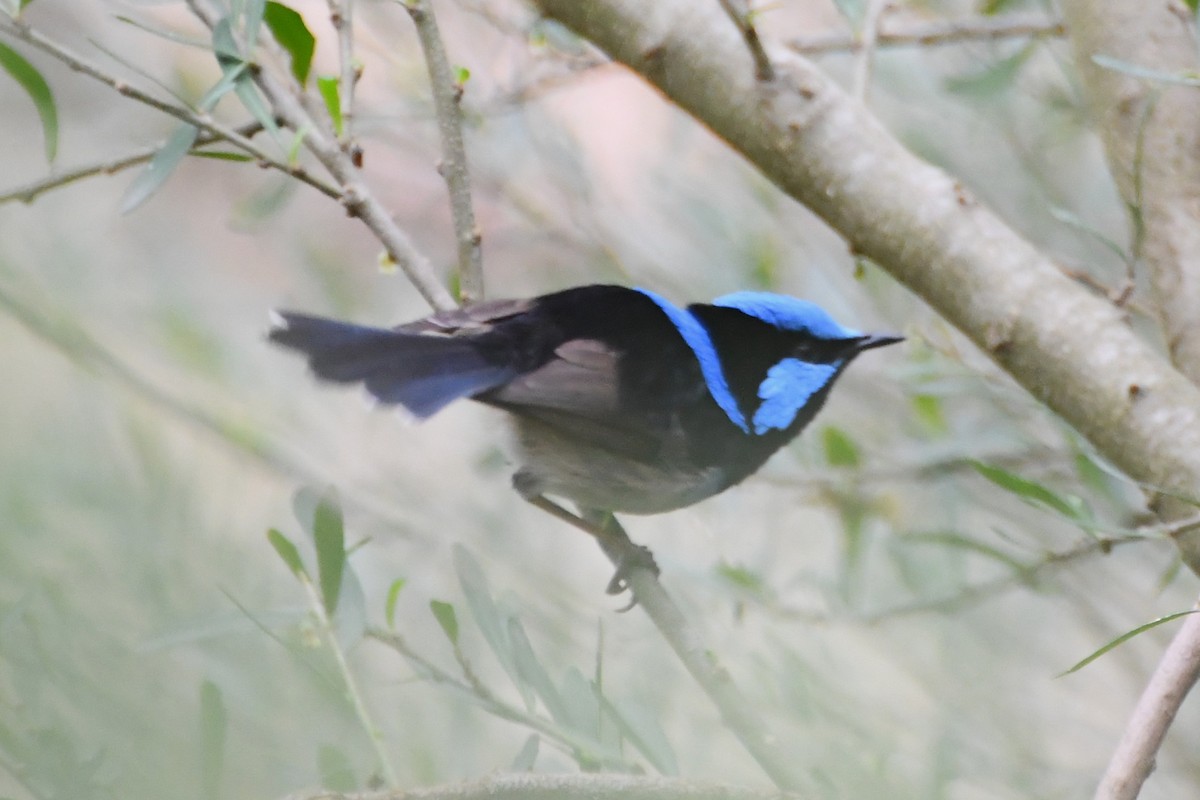 Superb Fairywren - ML642314301