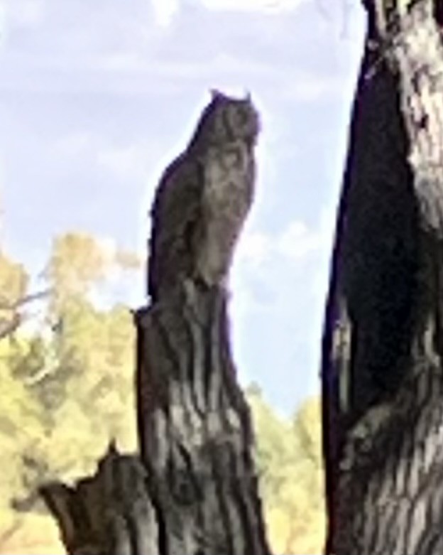 Great Horned Owl - ML642314303