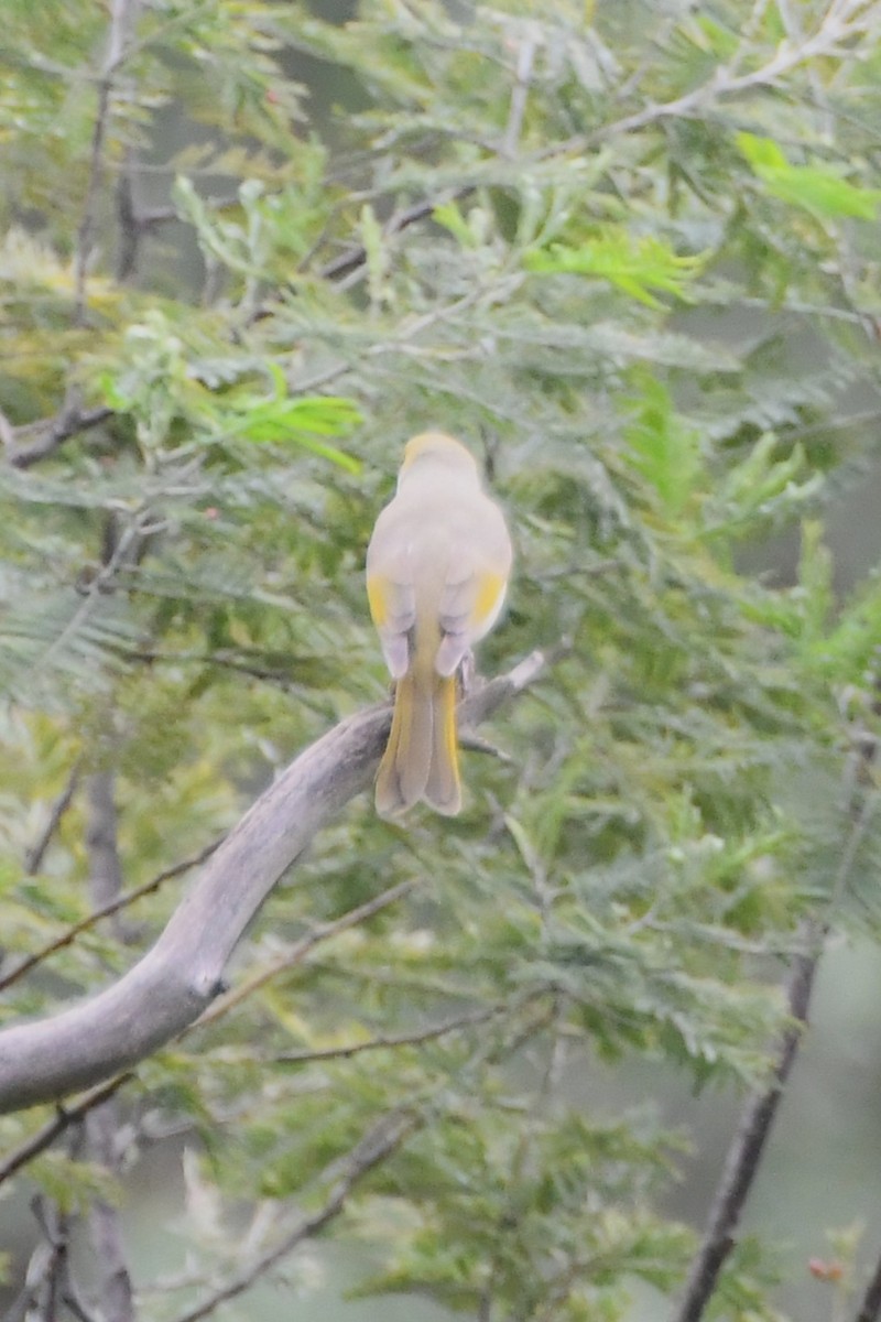 White-plumed Honeyeater - ML642314307