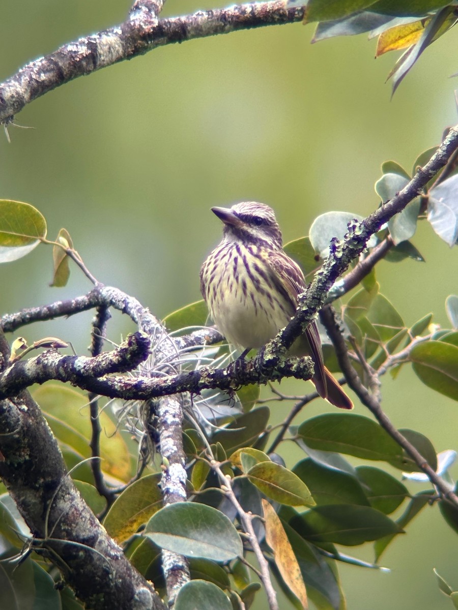 Sulphur-bellied Flycatcher - ML642314310