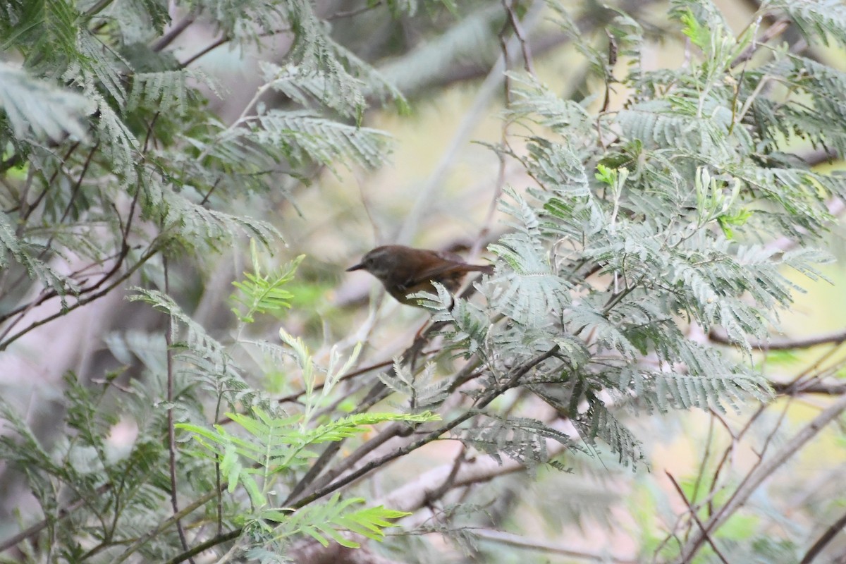 White-browed Scrubwren - ML642314314