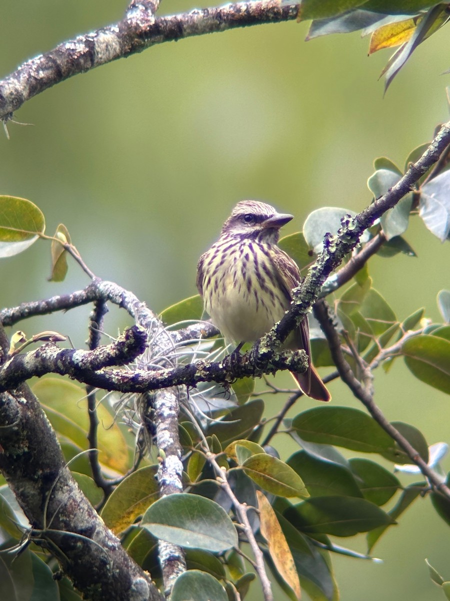 Sulphur-bellied Flycatcher - ML642314315