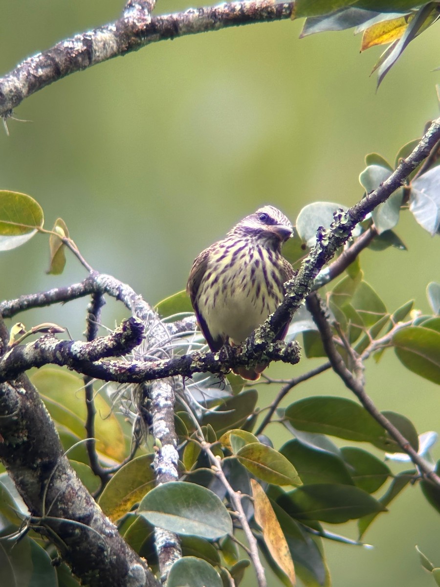 Sulphur-bellied Flycatcher - ML642314317