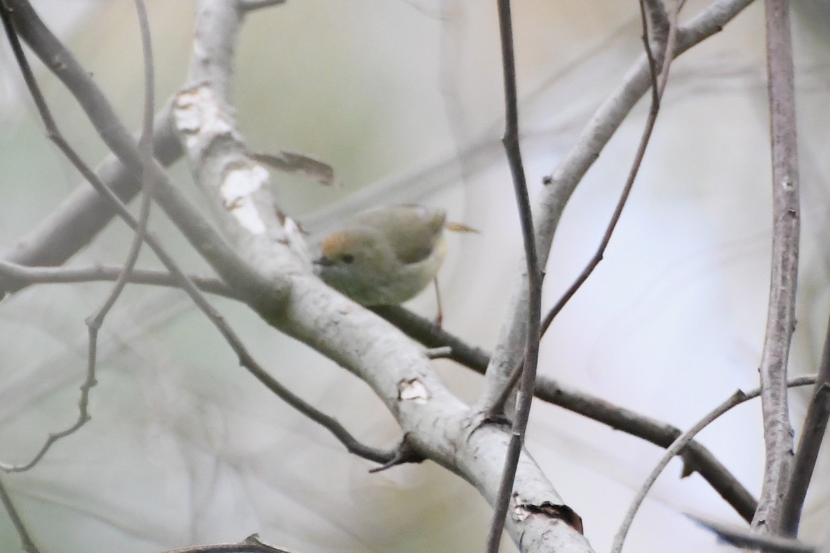 Brown Thornbill - ML642314318