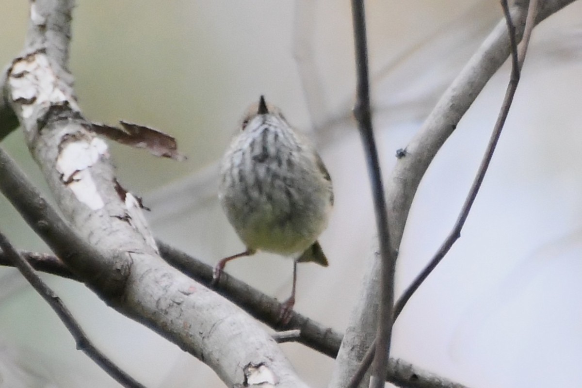 Brown Thornbill - ML642314319