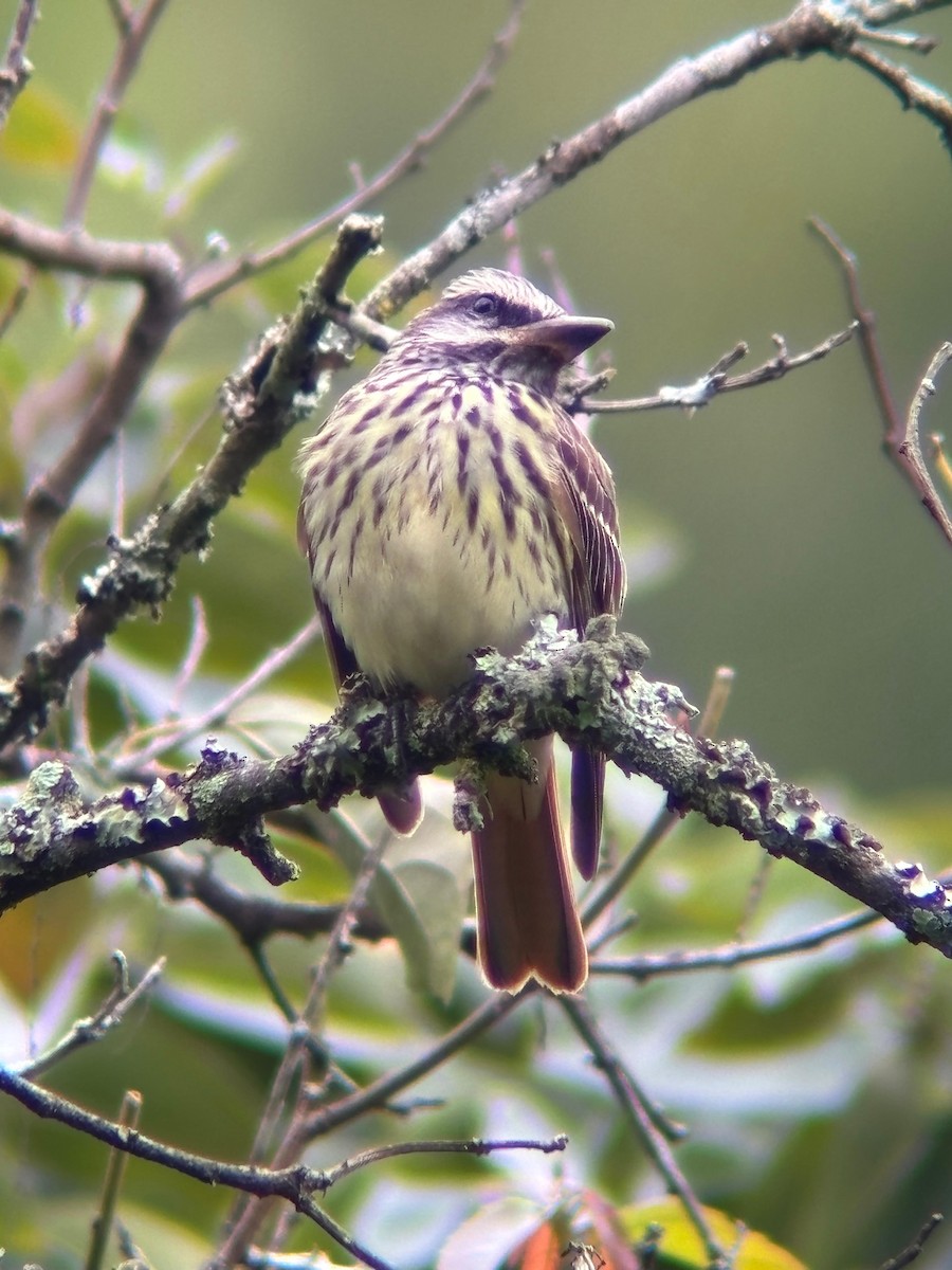 Sulphur-bellied Flycatcher - ML642314321