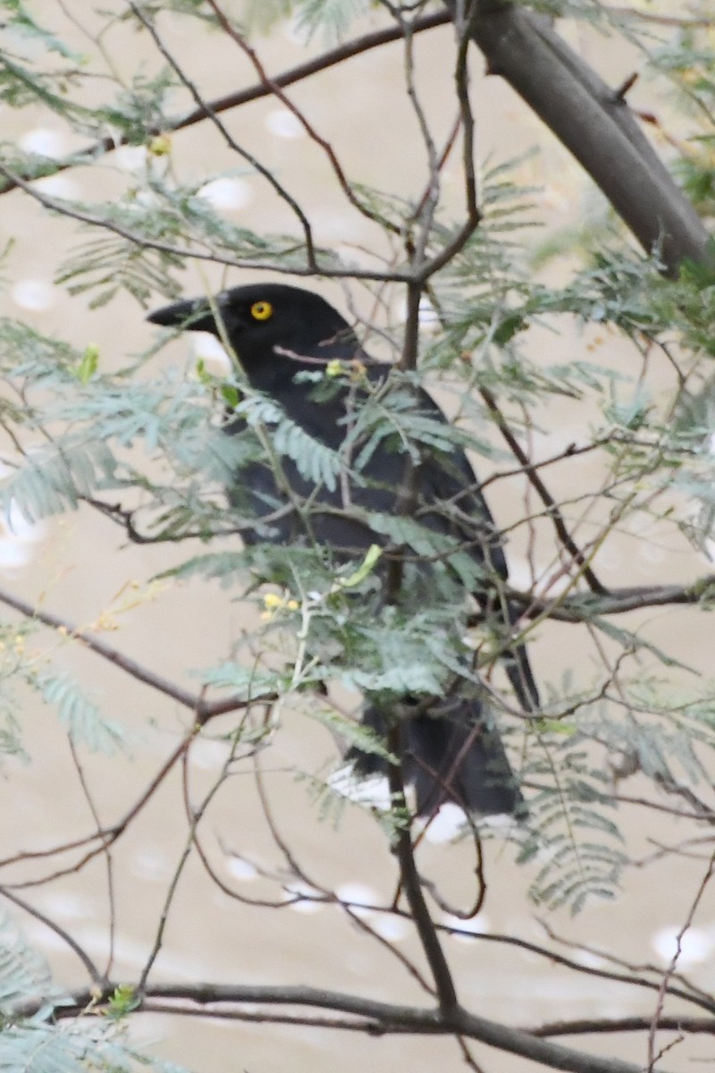 Pied Currawong - ML642314322