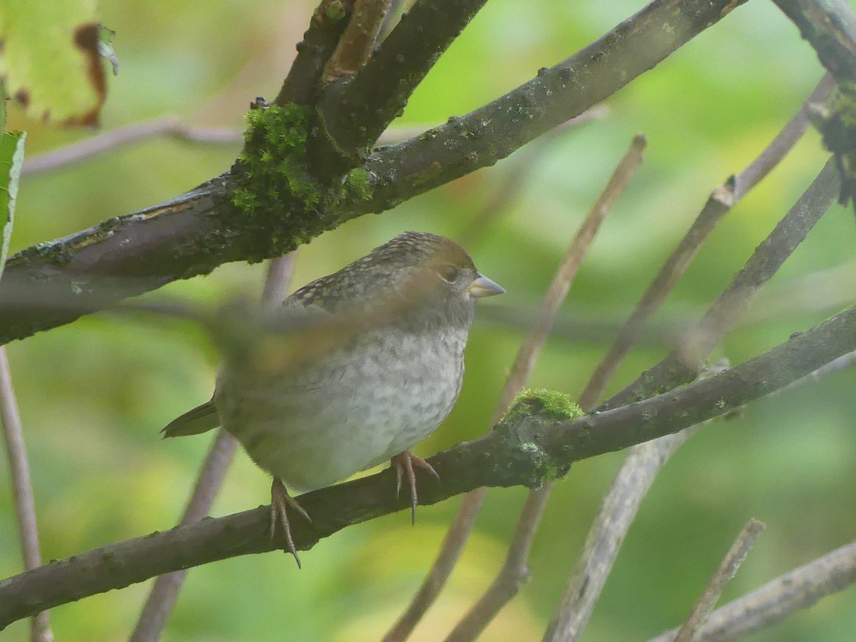 Golden-crowned Sparrow - ML642314323