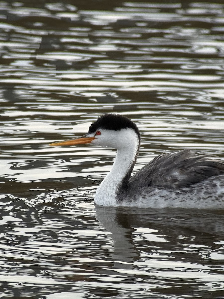 Clark's Grebe - ML642314324