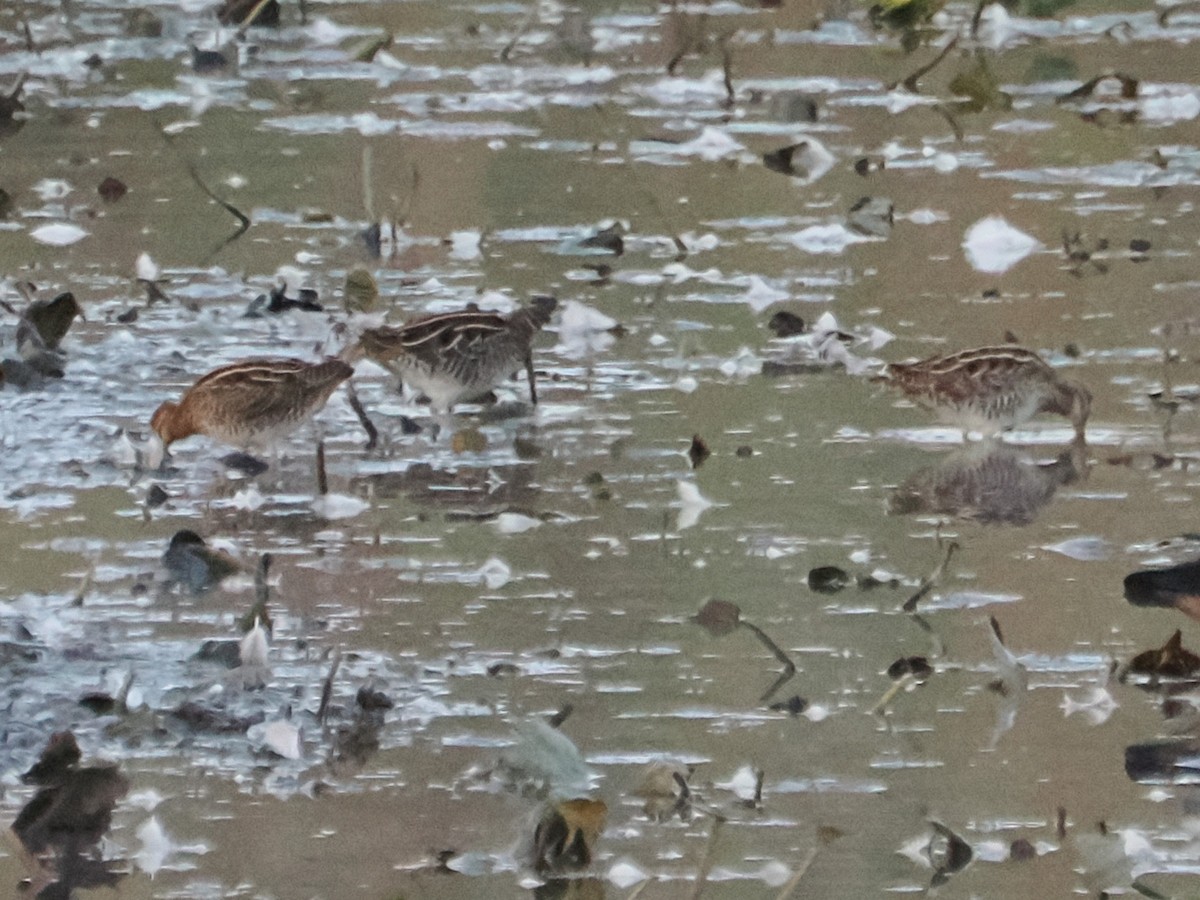 Wilson's Snipe - ML642314326