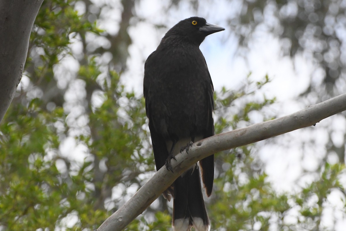 Pied Currawong - ML642314327