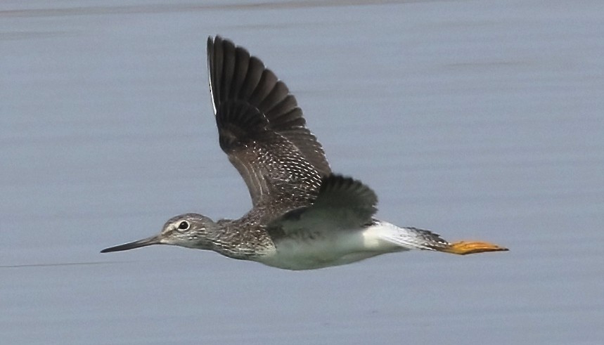 Greater Yellowlegs - ML642314329