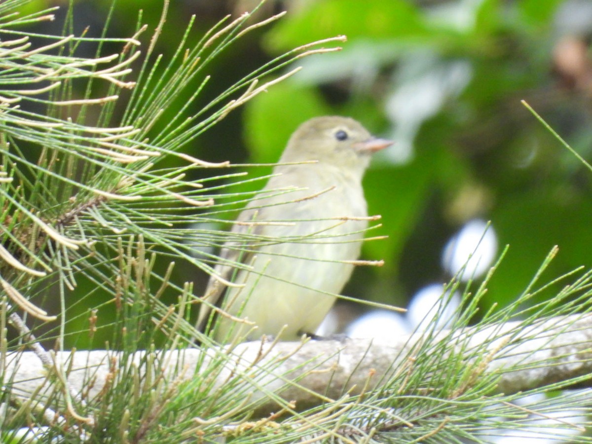 Mountain Elaenia - ML642314330