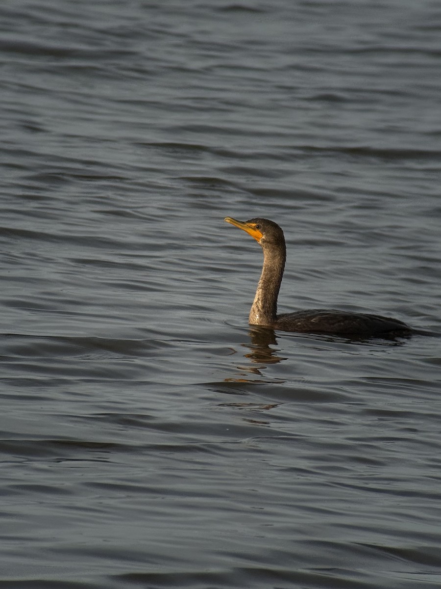 Double-crested Cormorant - ML642314331